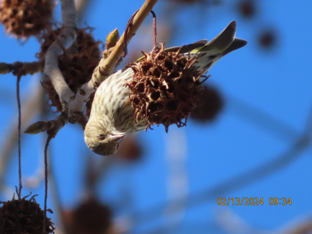Pine Siskin - ML614793352