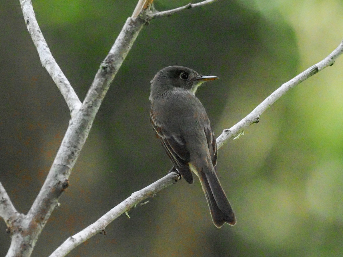 Cuban Pewee - ML614793405