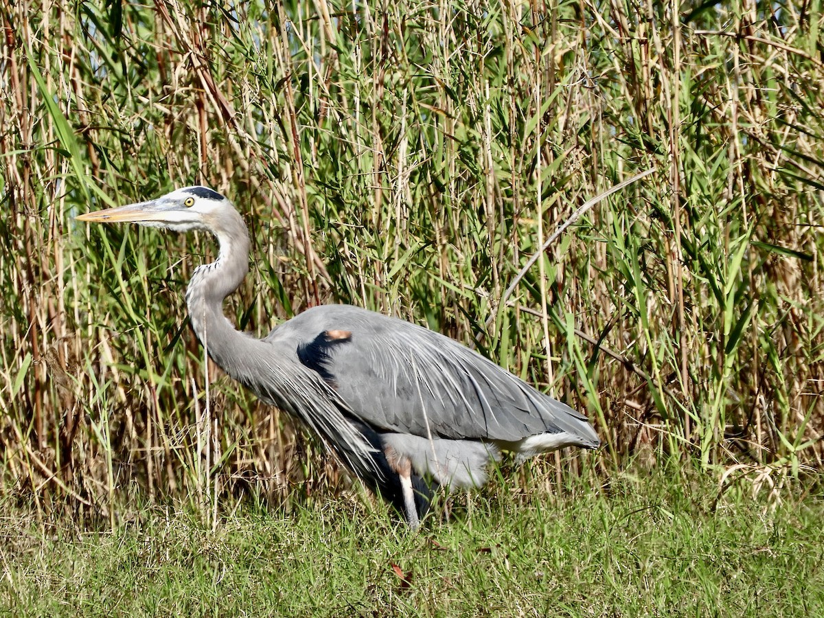 Great Blue Heron - ML614793413