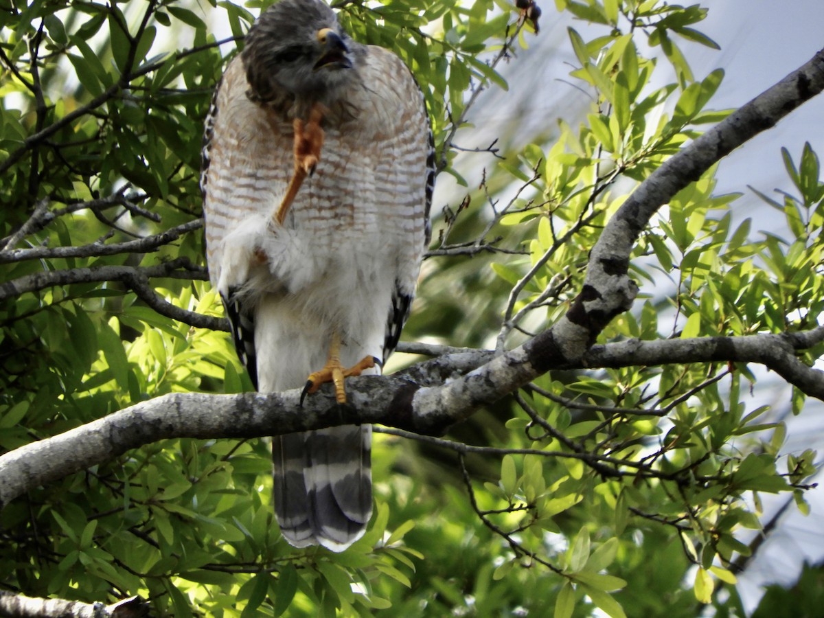 Red-shouldered Hawk - ML614793487