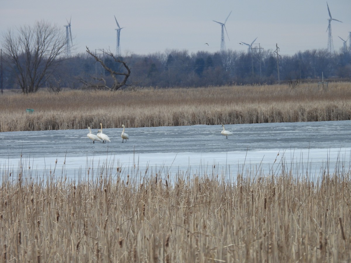 Cygne trompette - ML614793490