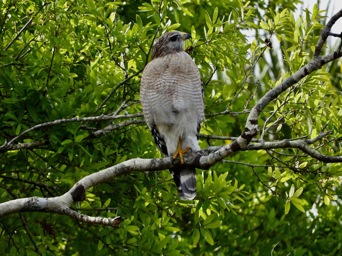 Red-shouldered Hawk - ML614793493