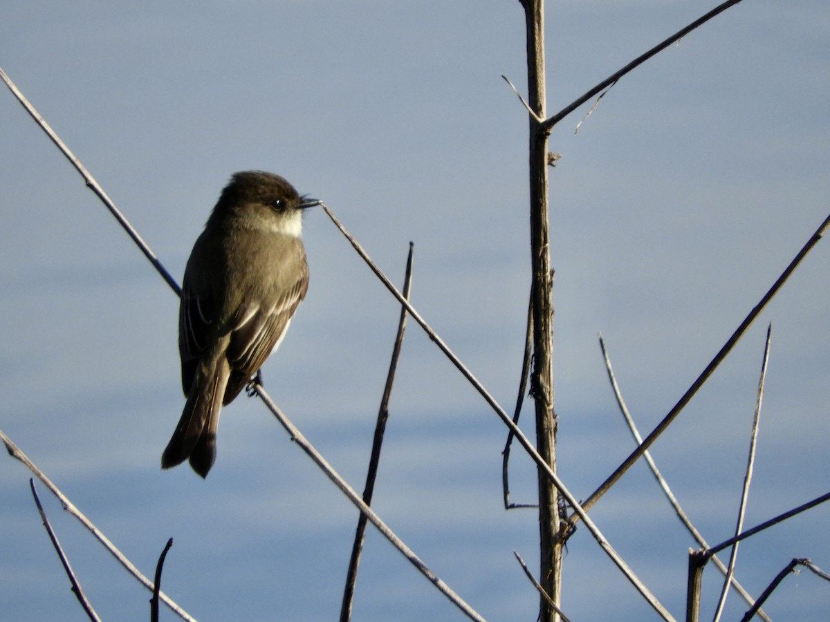 Eastern Phoebe - ML614793502