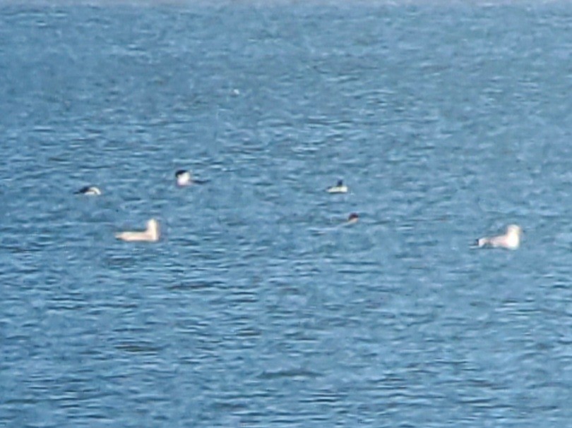 Glaucous Gull - Glenn Walbek