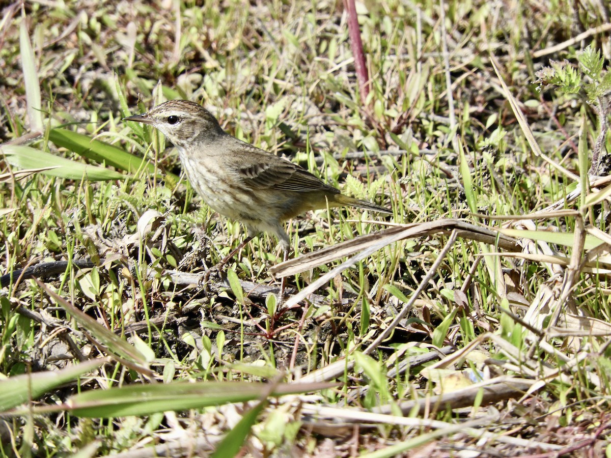 Palm Warbler (Western) - ML614793532