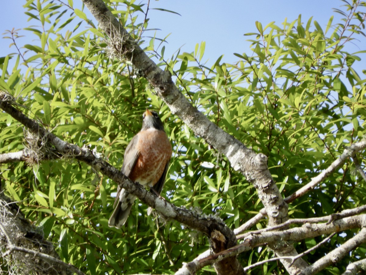 American Robin - ML614793538