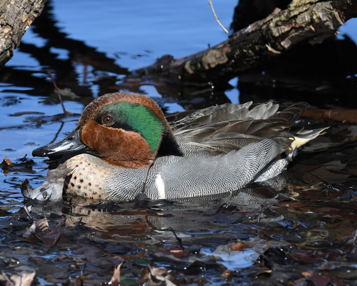 Green-winged Teal - ML614793539