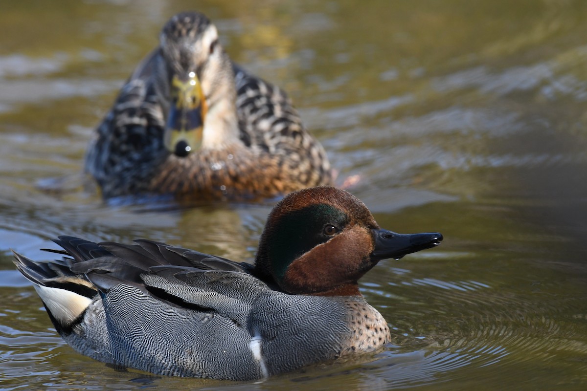 Green-winged Teal - ML614793541