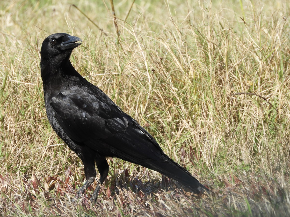 American Crow - ML614793543