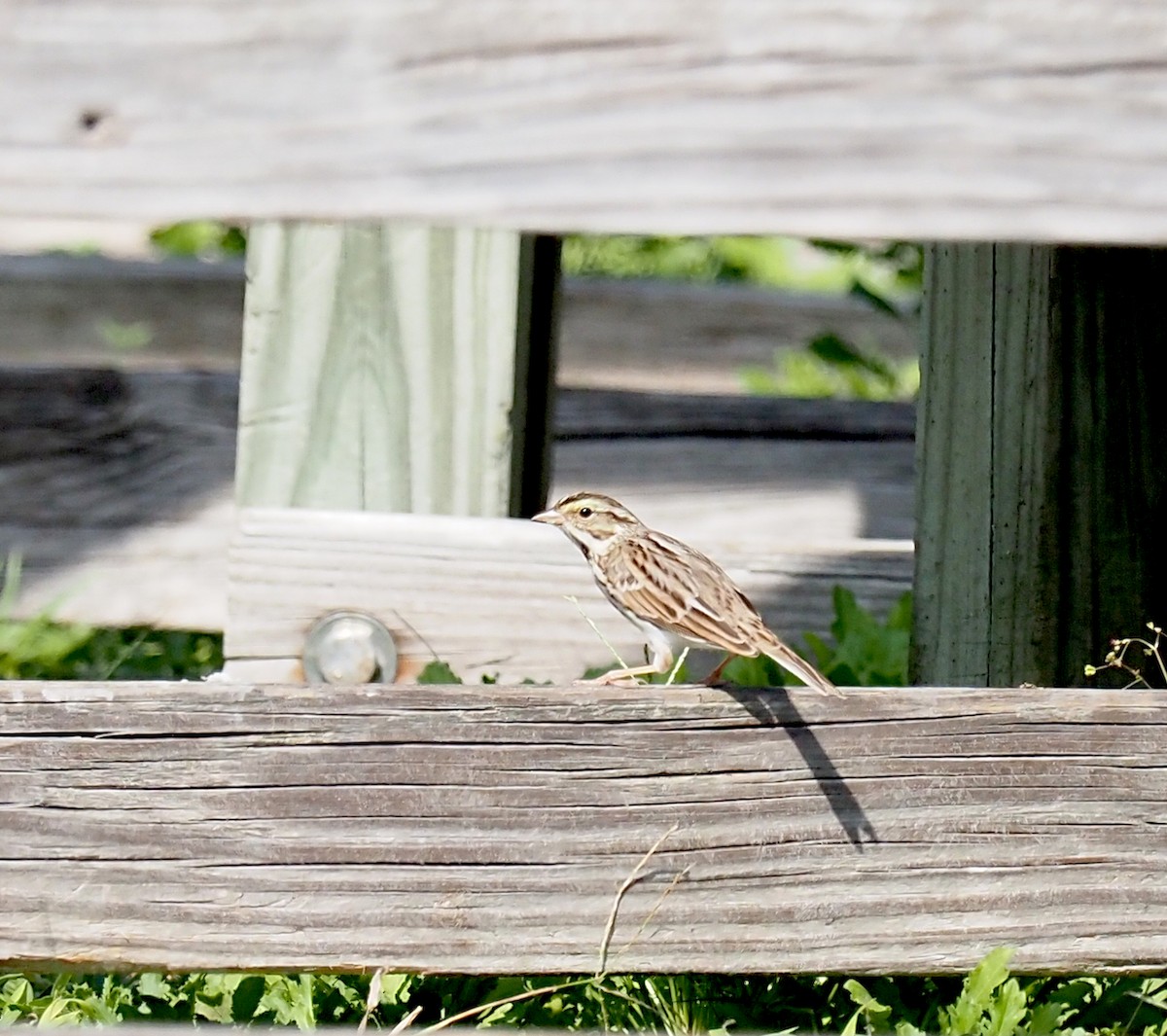 Savannah Sparrow - ML614793544