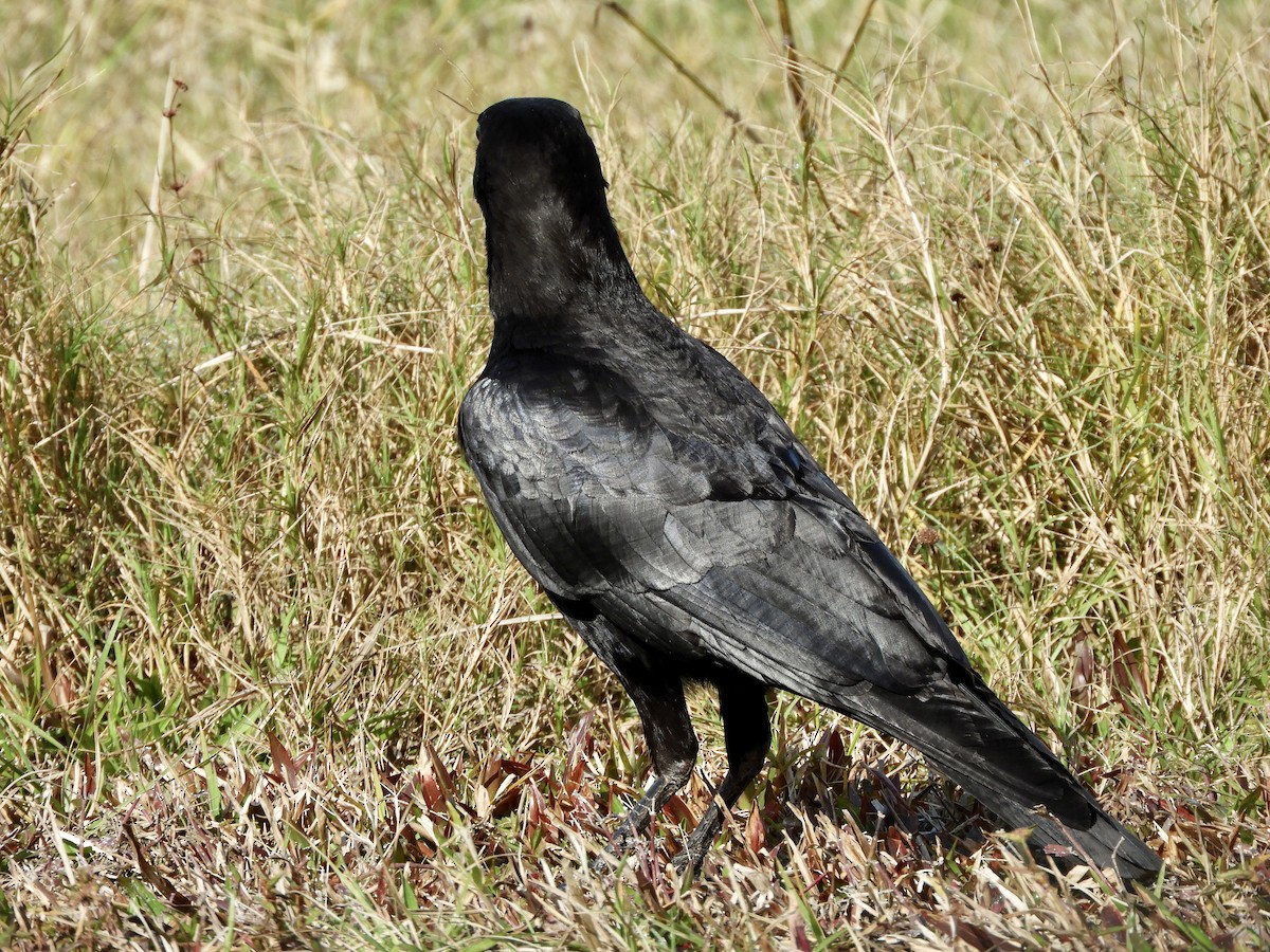 American Crow - ML614793546