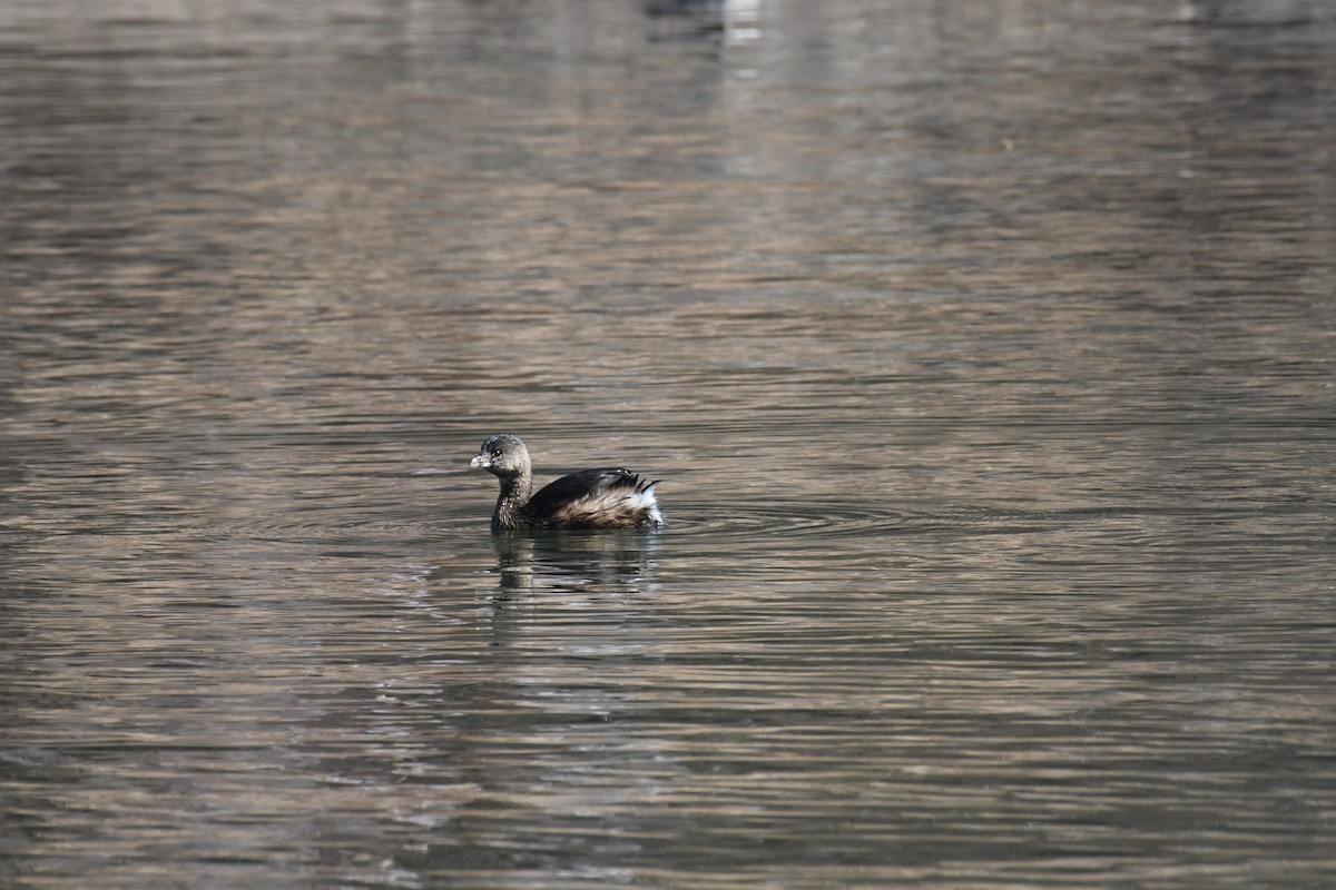 Pied-billed Grebe - Laura  Wolf