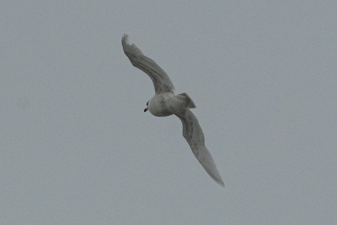 Gaviota Groenlandesa - ML614793562