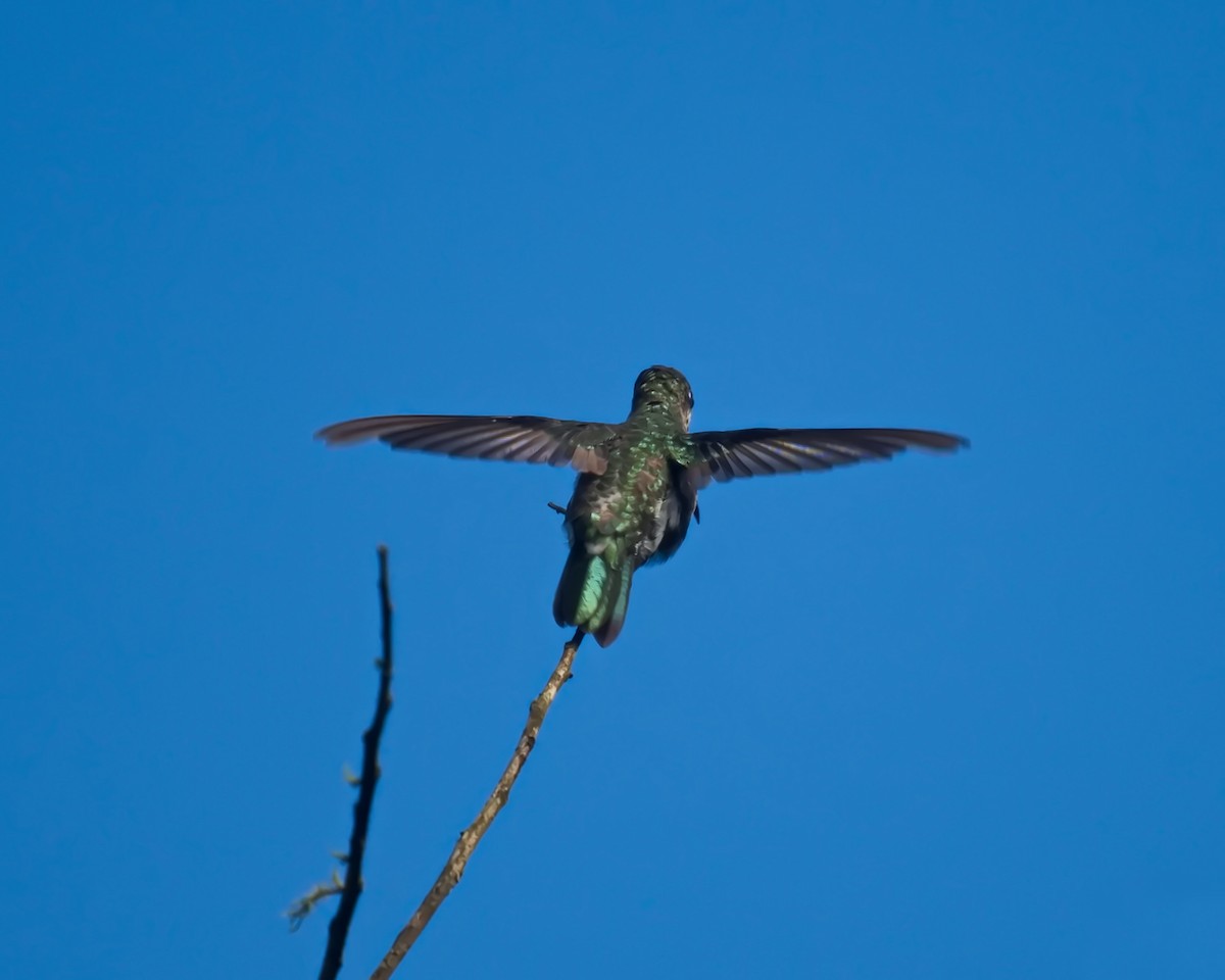 kolibřík fialovolímcový - ML614793592