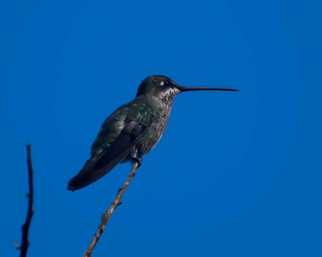 Stripe-breasted Starthroat - Amaury Pimenta