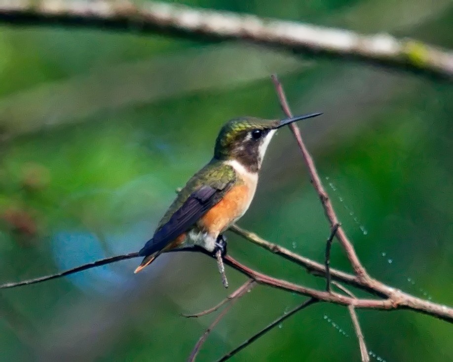 Colibrí Amatista - ML614793599