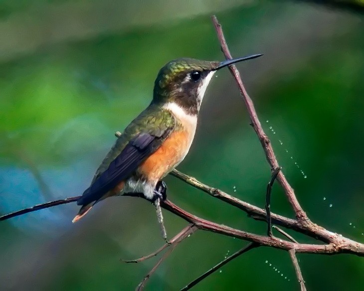 Colibrí Amatista - ML614793600