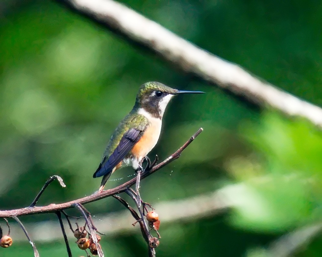 Colibrí Amatista - ML614793601