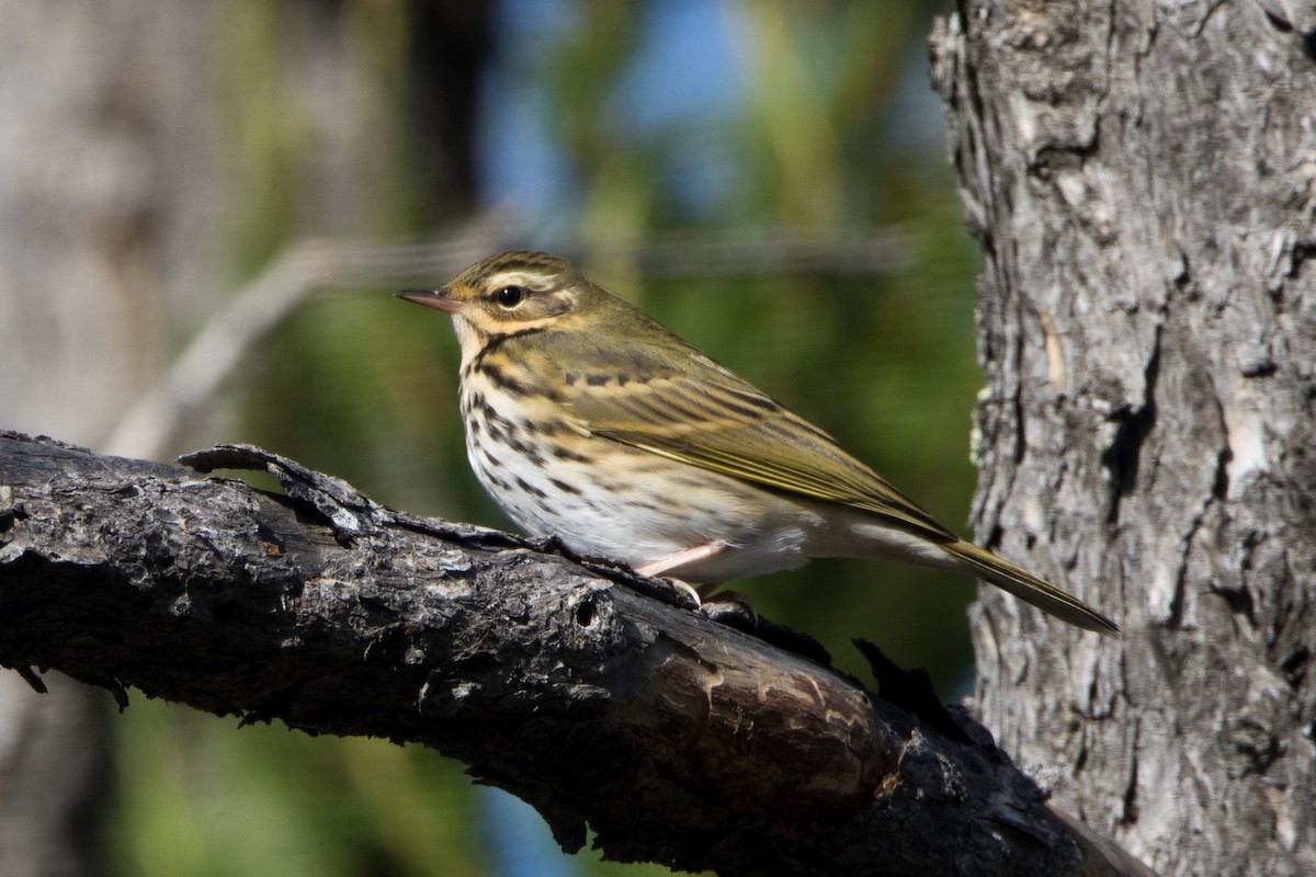 Pipit à dos olive - ML614793691