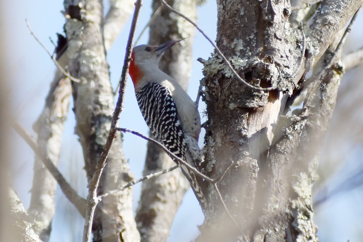 Red-bellied Woodpecker - ML614793712