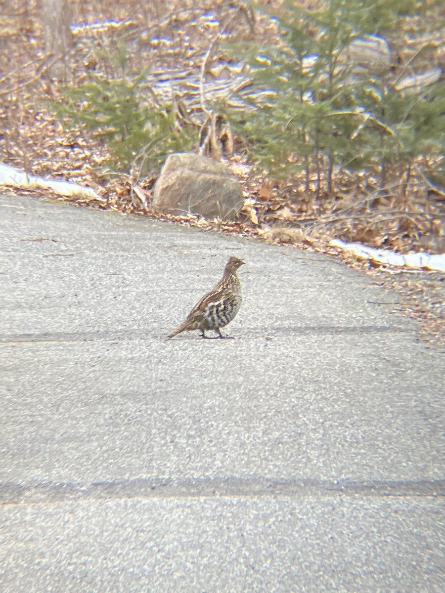 Ruffed Grouse - ML614793716