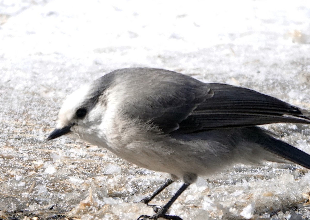 Canada Jay - ML614793948