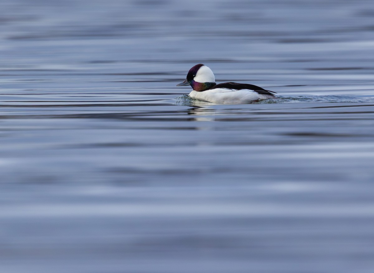 Bufflehead - ML614793976