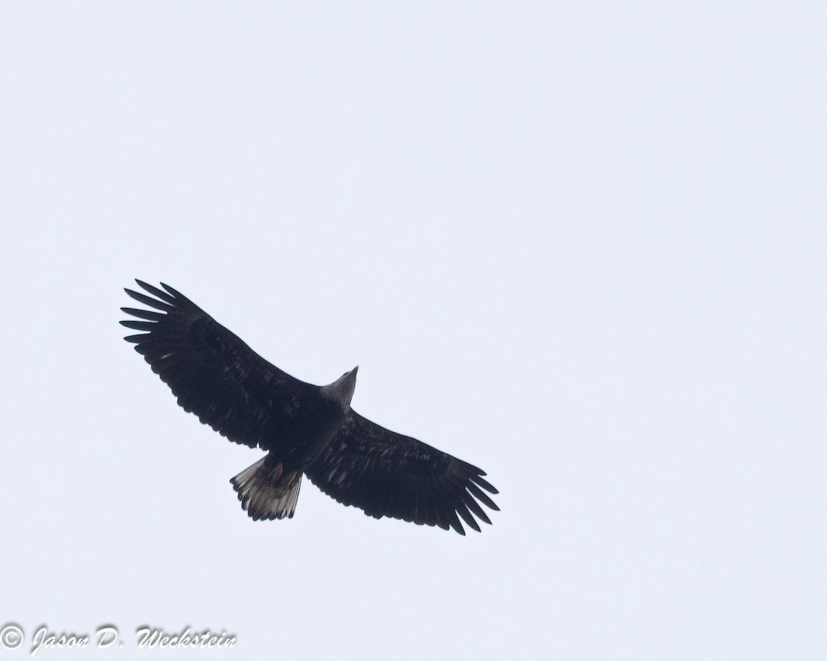 Bald Eagle - ML614793998