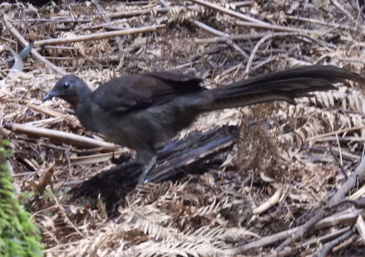 Superb Lyrebird - Jeff Hambleton