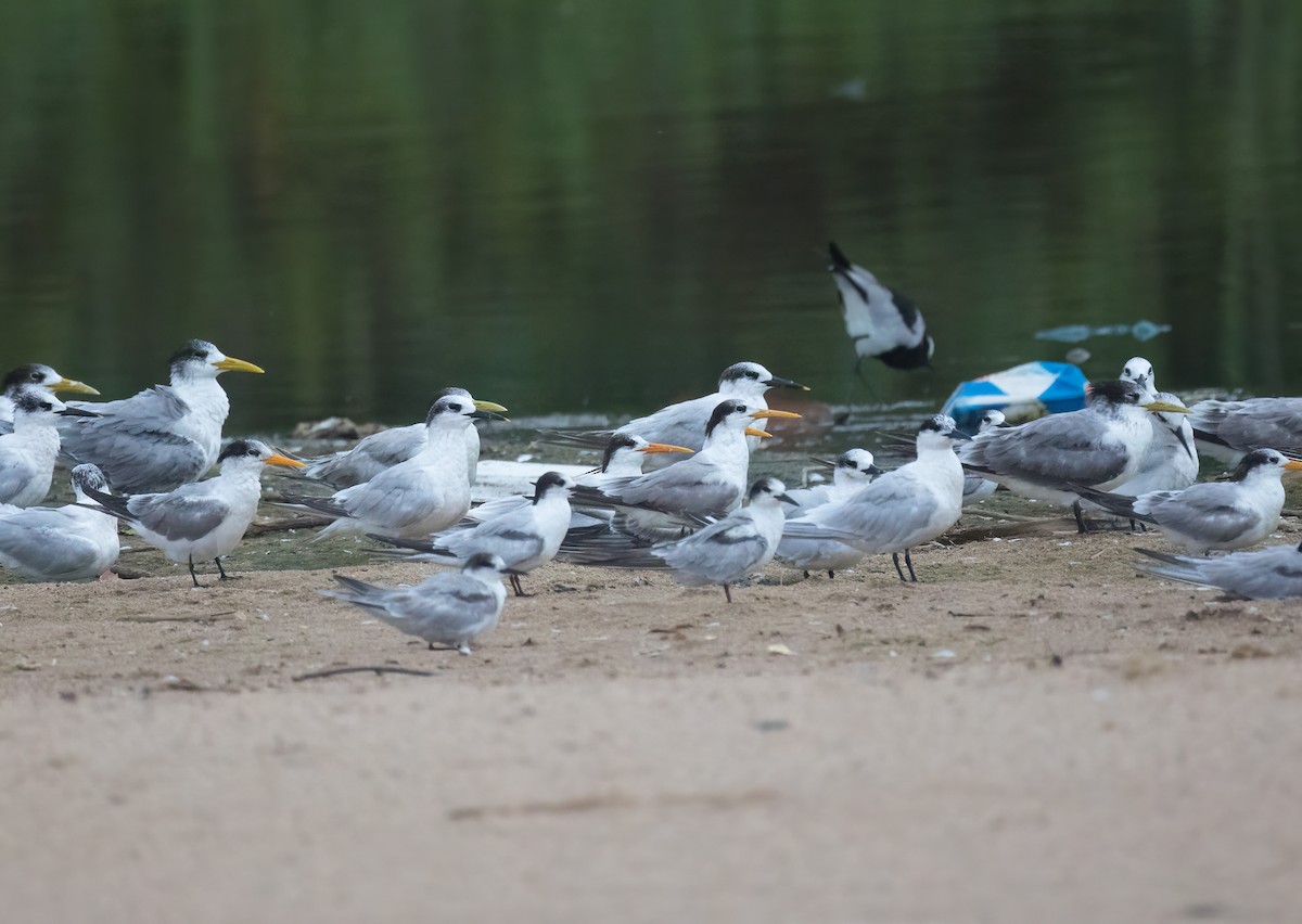 Elegant Tern - ML614794065