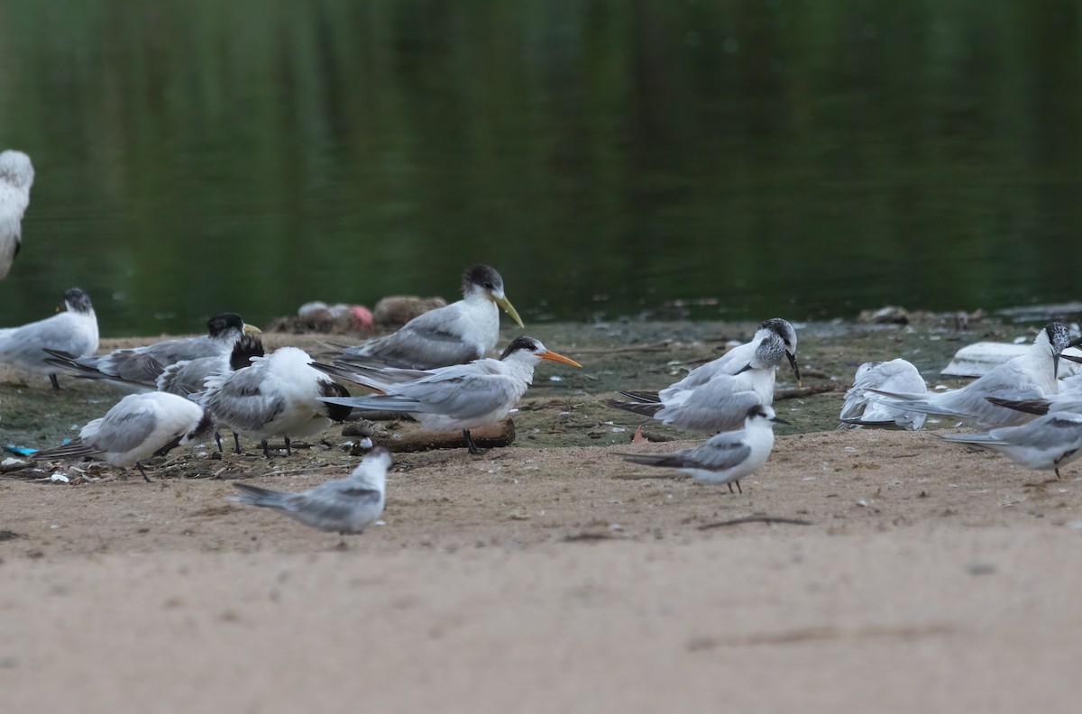 Elegant Tern - ML614794066