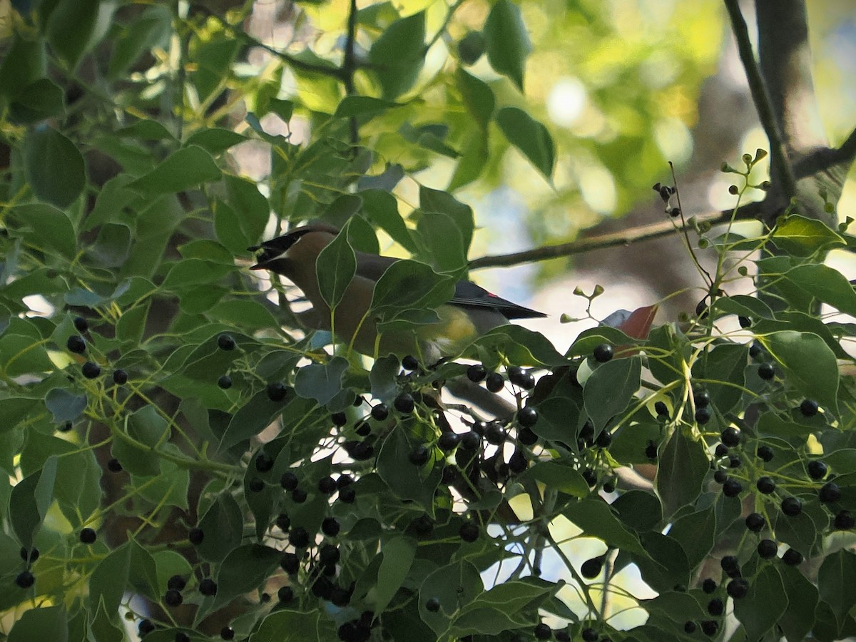 Cedar Waxwing - ML614794212