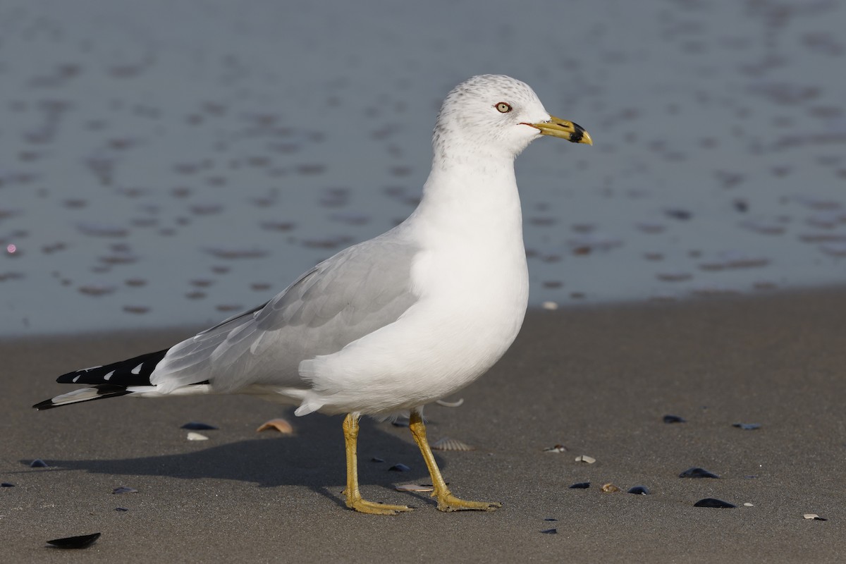 Ring-billed Gull - ML614794238