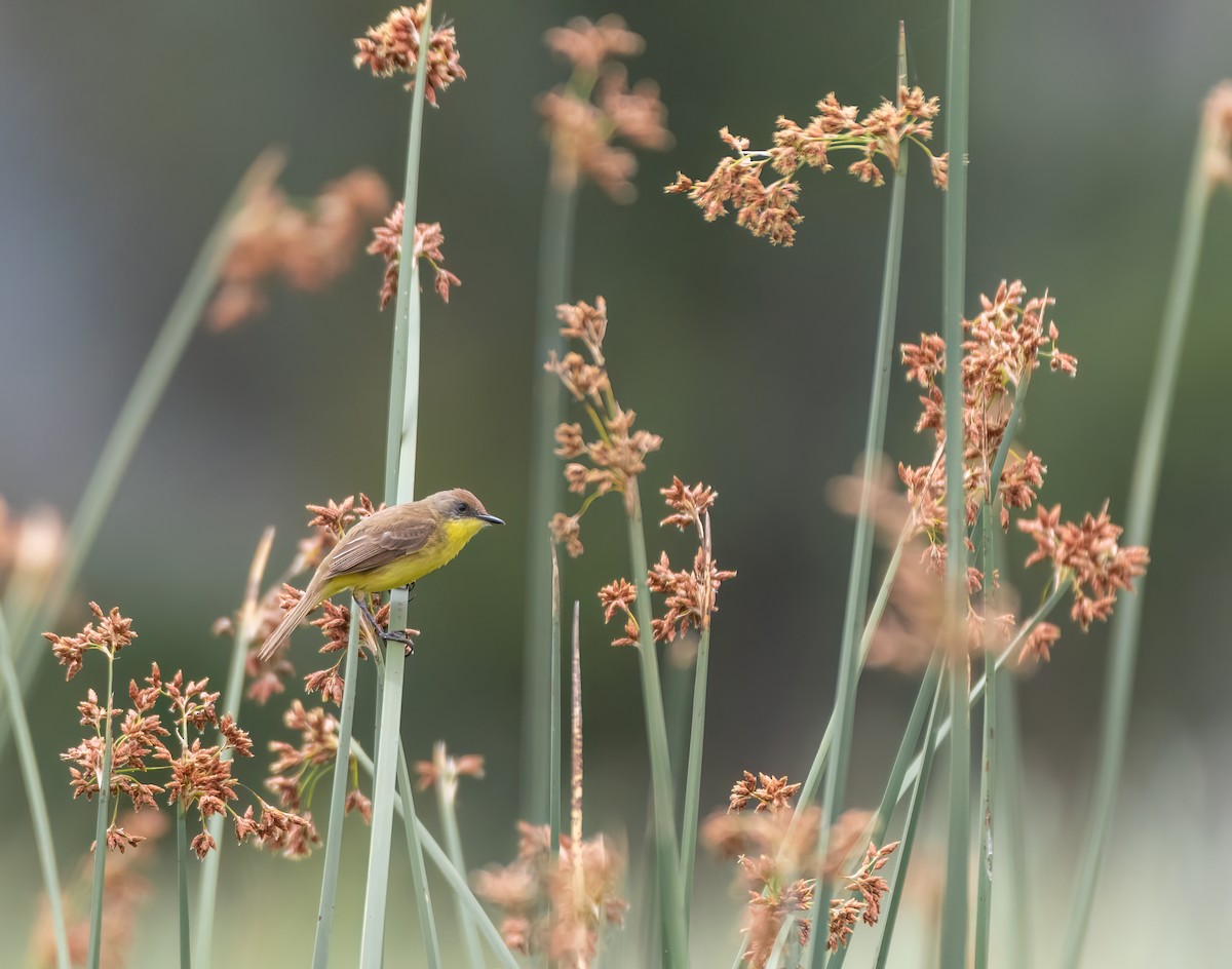 Ticking Doradito - Esteban Villanueva (Aves Libres Chile)