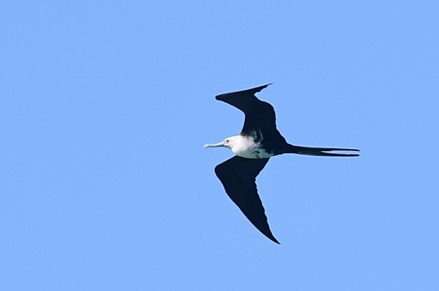 Magnificent Frigatebird - ML614794338