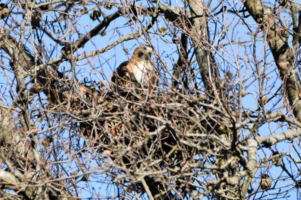 Red-tailed Hawk (borealis) - ML614794342