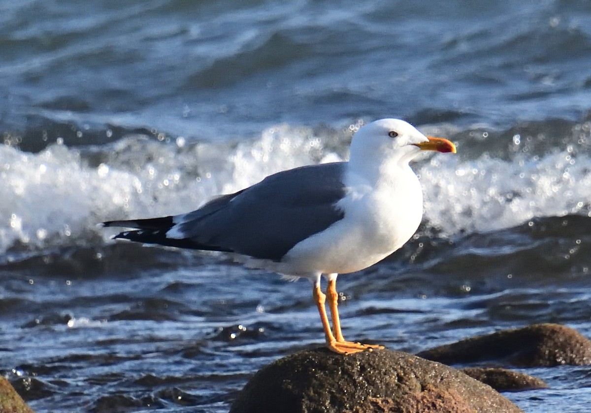 Lesser Black-backed Gull - ML614794370