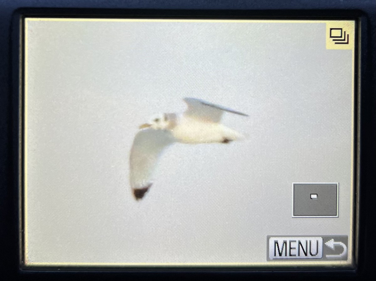 Black-legged Kittiwake - ML614794383