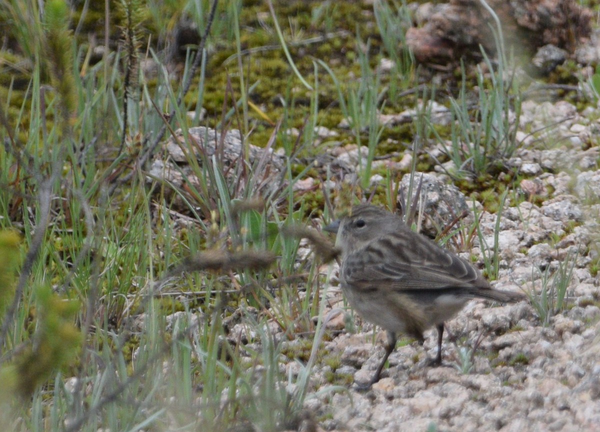 Ash-breasted Sierra Finch - ML614794396