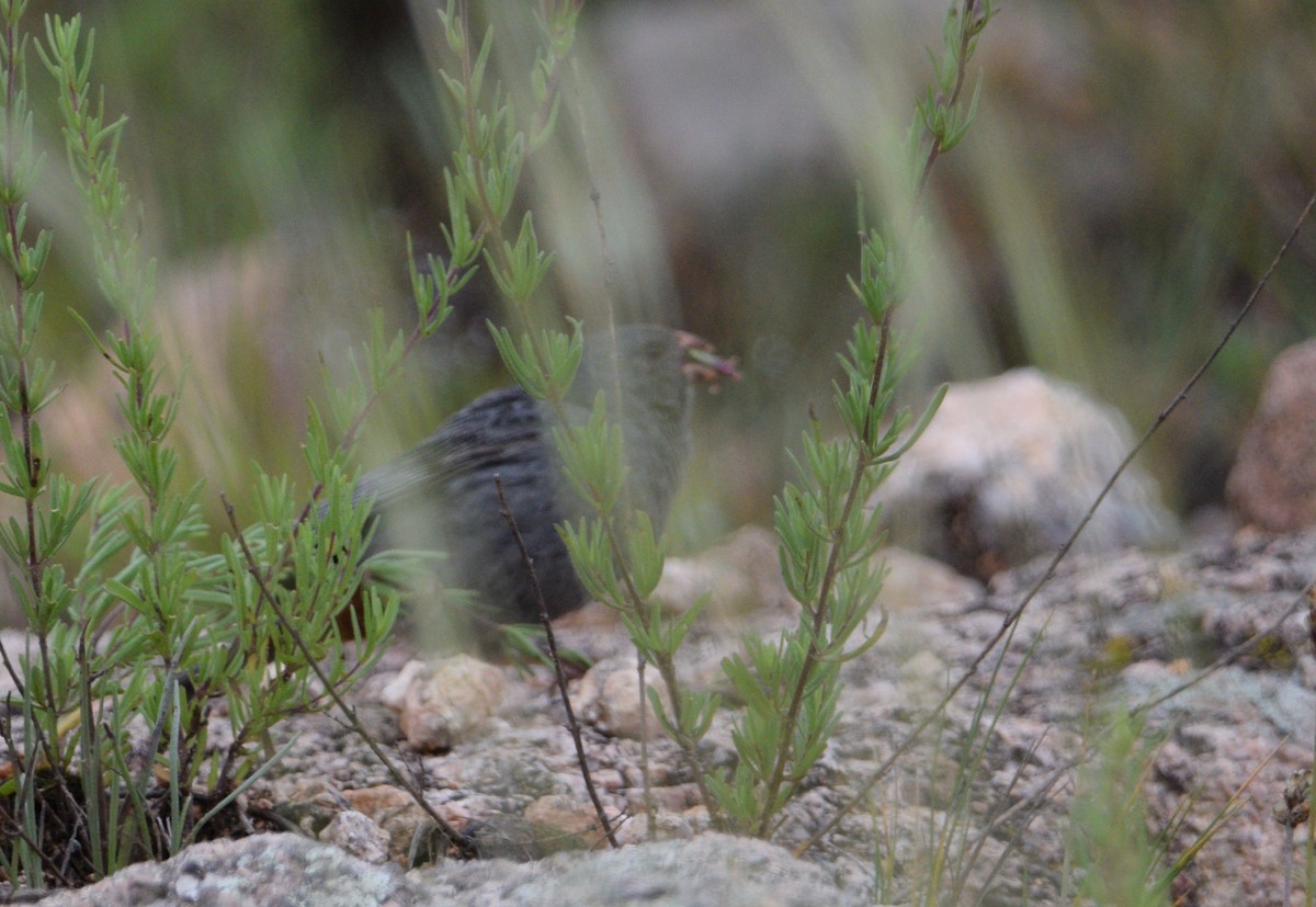 Plain-colored Seedeater - ML614794402