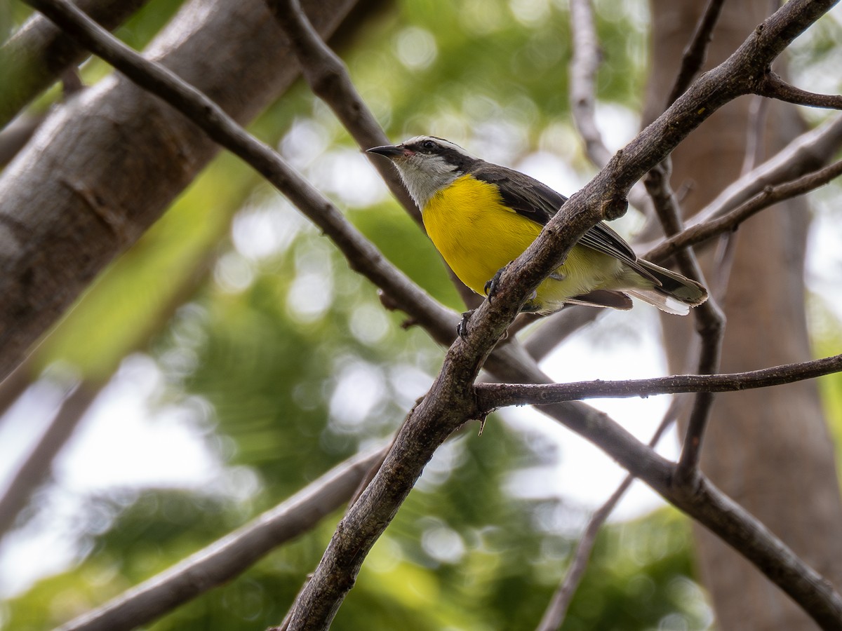 Bananaquit - Vitor Rolf Laubé