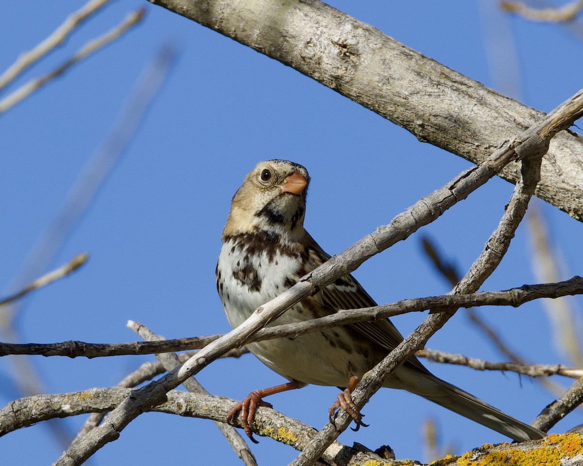 Harris's Sparrow - ML614794419