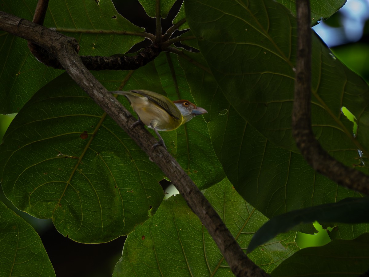 Rufous-browed Peppershrike - Vitor Rolf Laubé