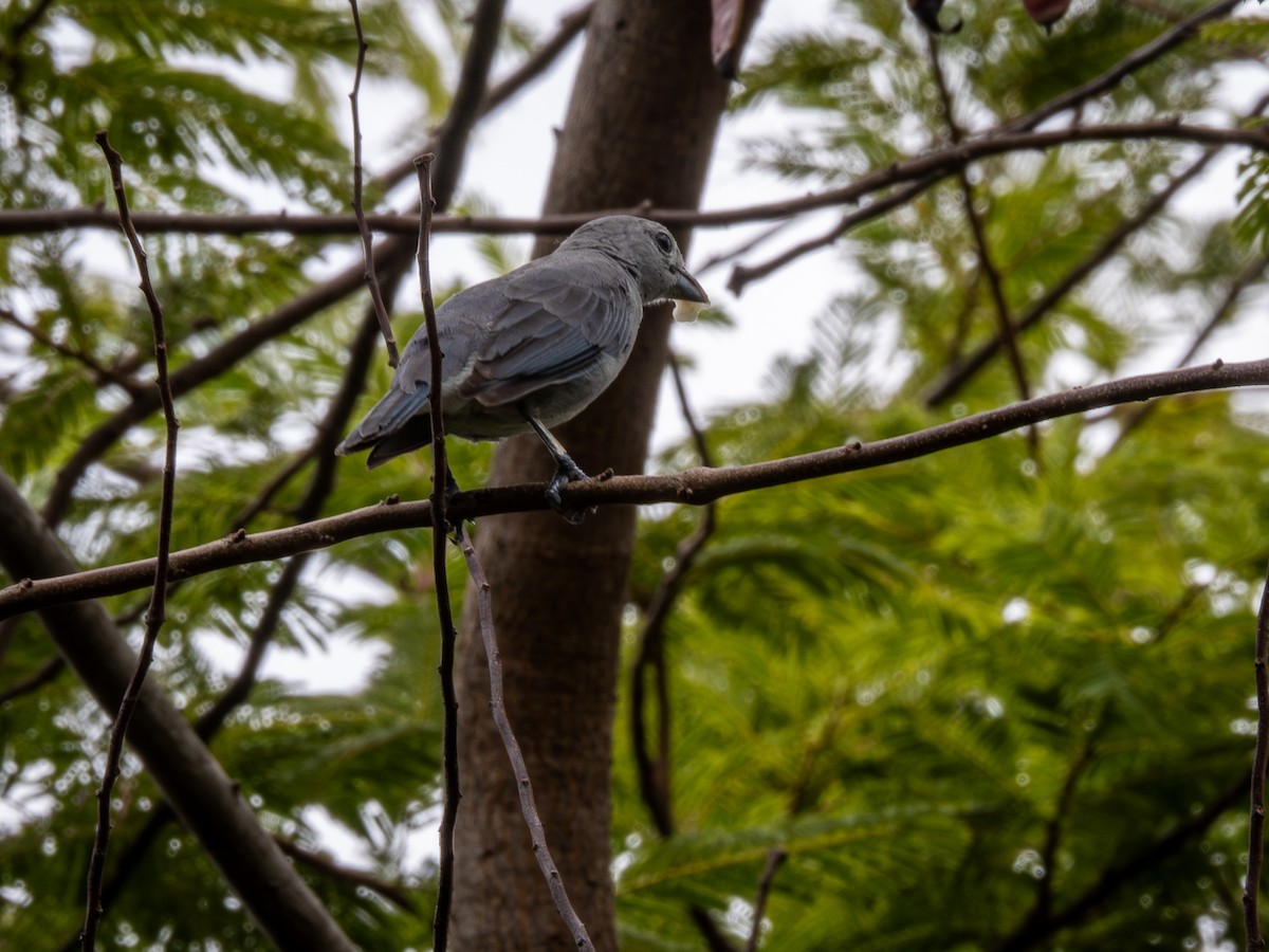 Sayaca Tanager - Vitor Rolf Laubé