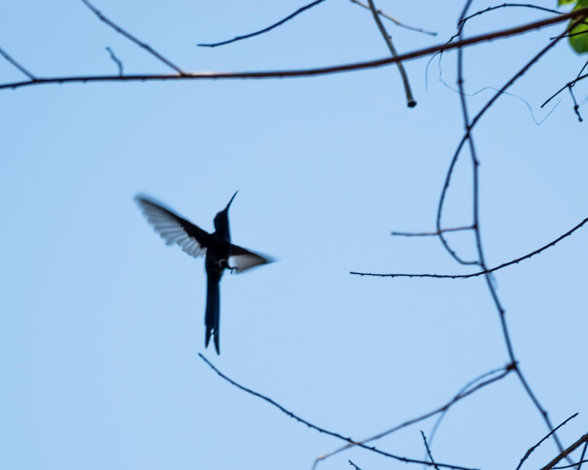 Swallow-tailed Hummingbird - ML614794489