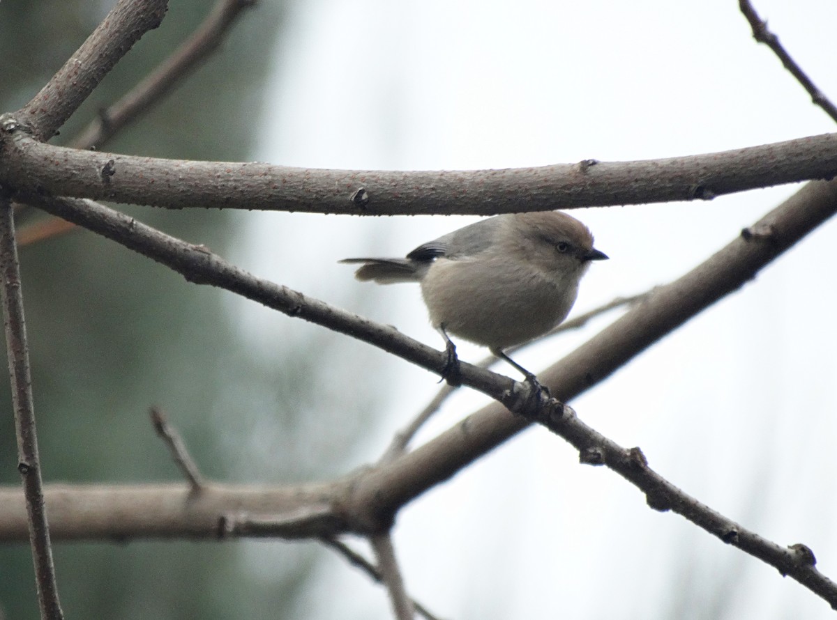 Bushtit - Cara Barnhill