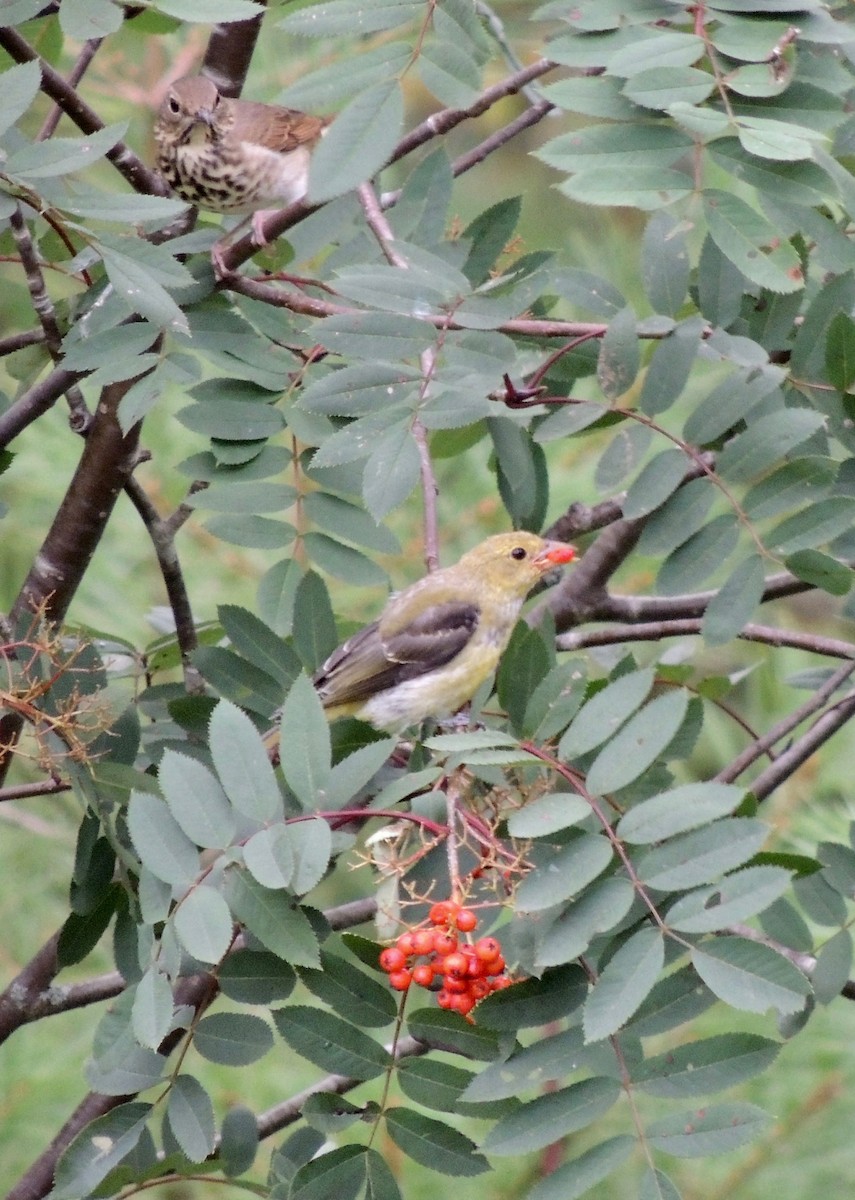 Scarlet Tanager - ML614794510