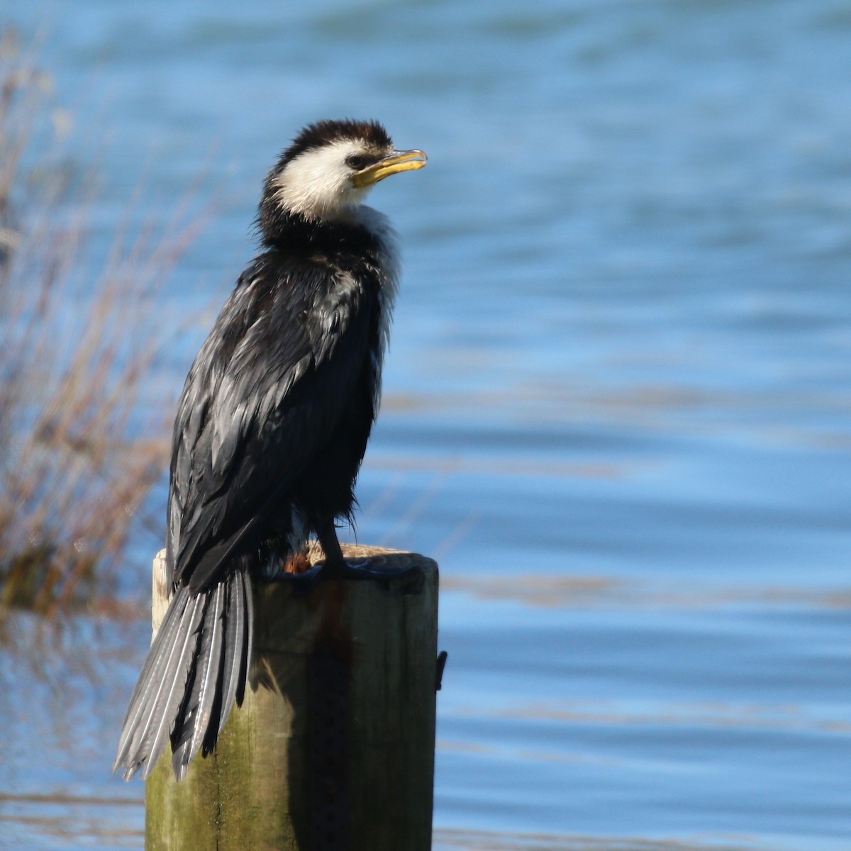 Little Pied Cormorant - Hendrik Swanepoel