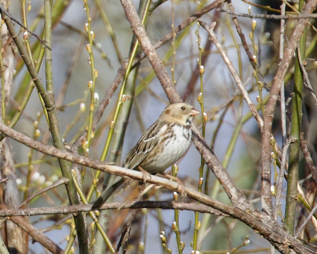 Harris's Sparrow - ML614794534