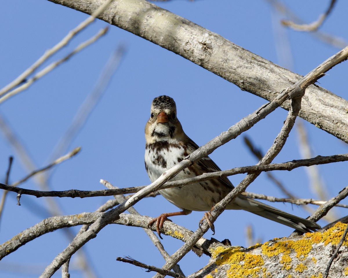 Harris's Sparrow - ML614794537